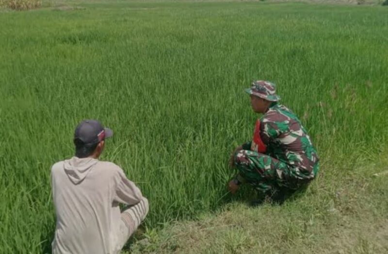 Babinsa Koramil 2212/Tegalbuleud Laksanakan Pendampingan Hanpangan di Desa Nangela 1 Babinsa Koramil 2212/Tegalbuleud Laksanakan Pendampingan Hanpangan di Desa Nangela