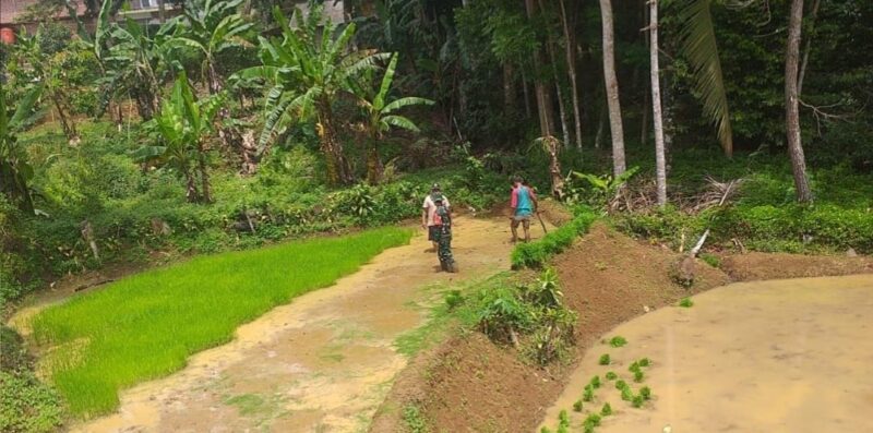 Babinsa Koramil 2209/Lengkong Laksanakan Pendampingan Ketahanan Pangan 1 Babinsa Koramil 2209/Lengkong Laksanakan Pendampingan Ketahanan Pangan