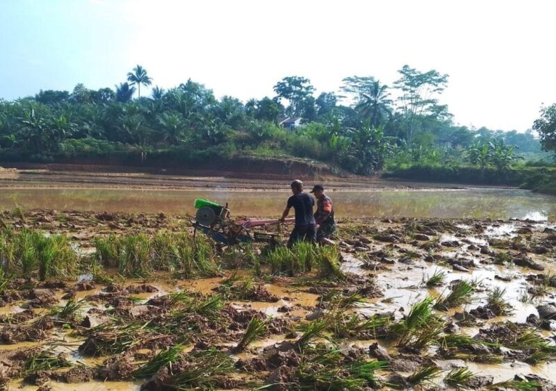 Babinsa Koramil 2207/Jampang Tengah Laksanakan Pendampingan Hanpangan Padi 1 Babinsa Koramil 2207/Jampang Tengah Laksanakan Pendampingan Hanpangan Padi