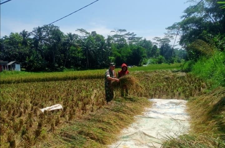 Babinsa Koramil 2210/Pabuaran Laksanakan Pendampingan Hanpangan 1 Babinsa Koramil 2210/Pabuaran Laksanakan Pendampingan Hanpangan