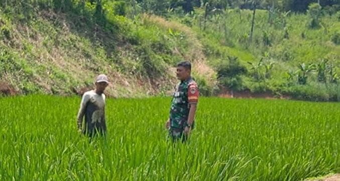 bintahwil Pendampingan Ketahanan Pangan oleh Babinsa Koramil 2207/Jampang Tengah