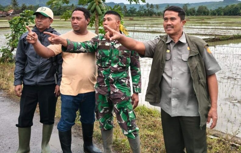 Babinsa Koramil 2215/Ciemas Dampingi Pemeriksaan Lahan Sawah Siap Tanam