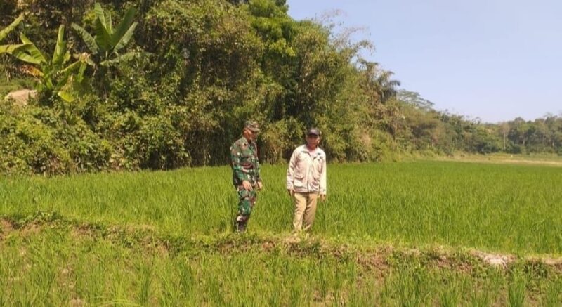 Babinsa Koramil 2209/Lengkong Dampingi Ketahanan Pangan di Desa Neglasari 1 BABINSA KORAMIL 2209/LENGKONG DAMPINGI KETAHANAN PANGAN DI DESA NEGLASARI