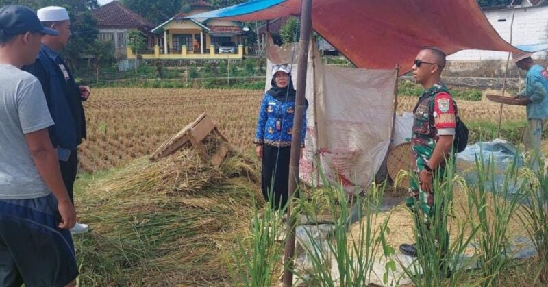 BABINSA KORAMIL 2213/JAMPANGKULON DAMPINGI KEGIATAN HANPANGAN SERAP GABAH