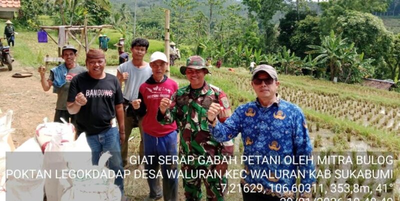 BABINSA KORAMIL 2214/SURADE DAMPINGI SERAPAN GABAH PETANI DI DESA WALURAN
