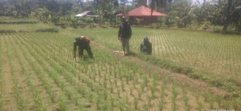 BABINSA KORAMIL 2211/SAGARANTEN LAKSANAKAN PENDAMPINGAN KETAHANAN PANGAN