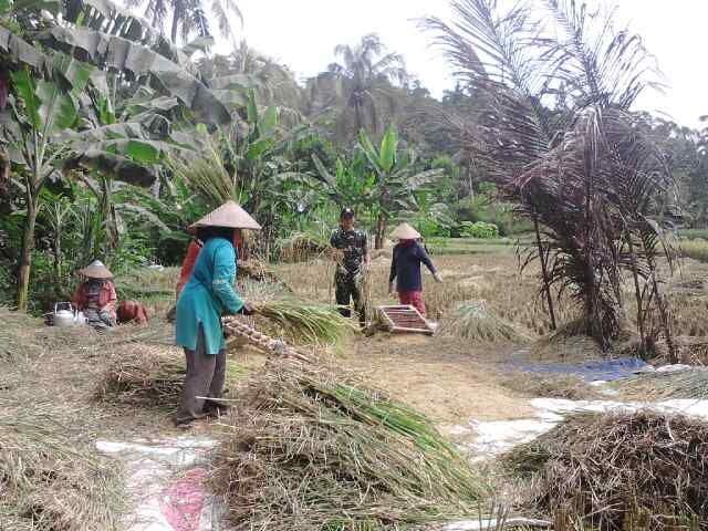 BABINSA KORAMIL 2213/JAMPANGKULON LAKSANAKAN PENDAMPINGAN KETAHANAN PANGAN