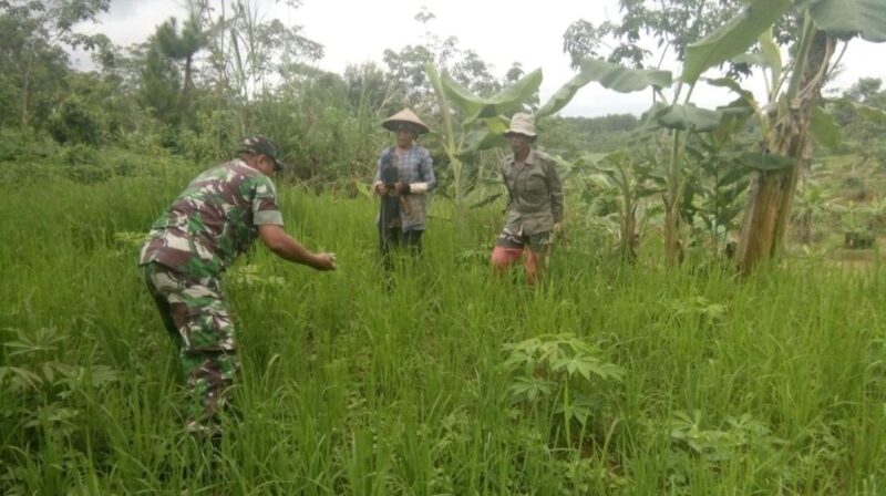 Babinsa Dampingi Ketahanan Pangan Poktan di Desa Curug luhur