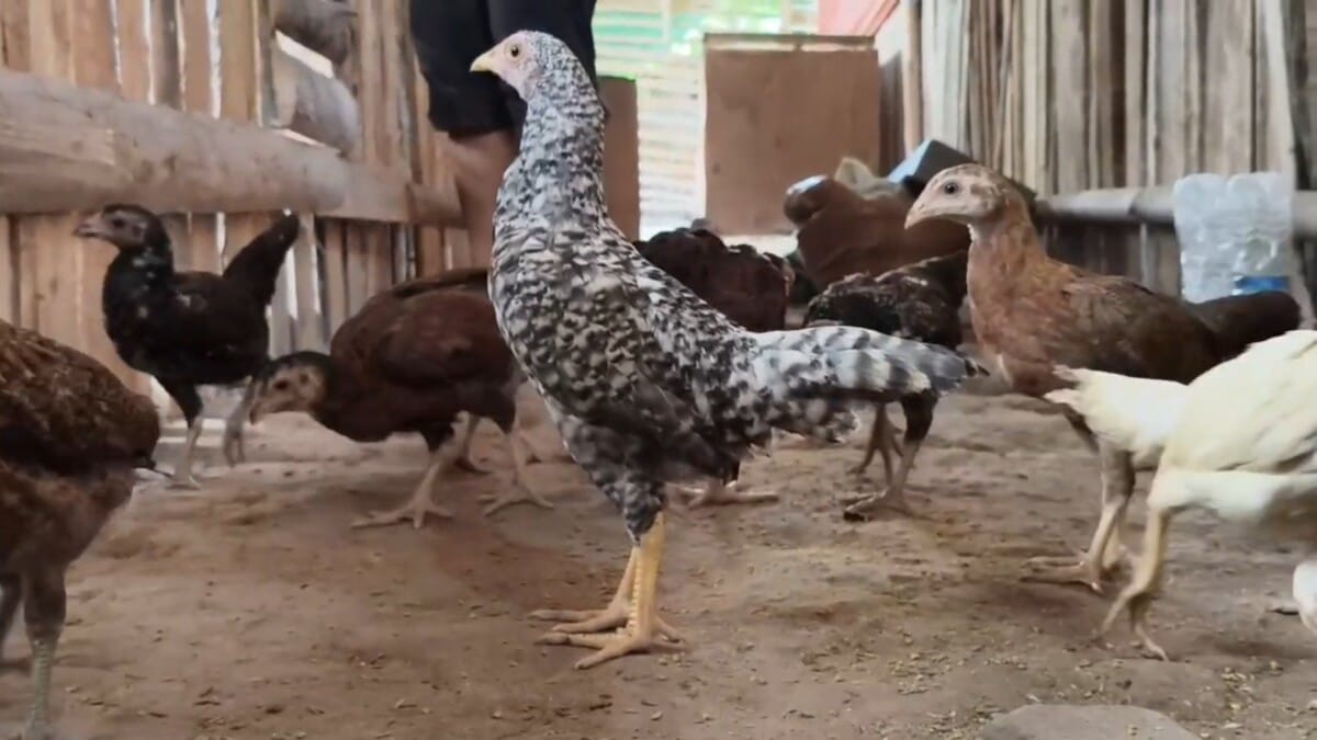 KODIM 0622/KABUPATEN SUKABUMI KEMBANGKAN BUDIDAYA AYAM KAMPUNG, PERKUAT PROGRAM KETAHANAN PANGAN