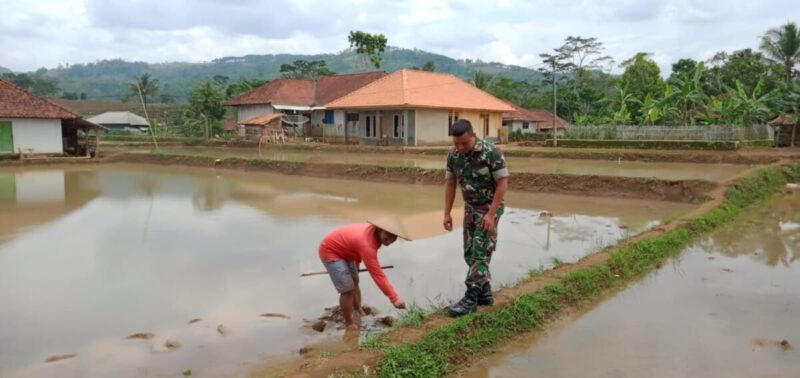 Babinsa Koramil 2213/Jampangkulon Laksanakan Pendampingan Hanpangan 1 BABINSA KORAMIL 2213/JAMPANGKULON LAKSANAKAN PENDAMPINGAN HANPANGAN