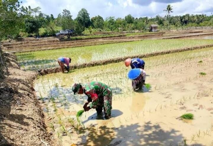 BABINSA KORAMIL 2214/SURADE DAMPINGI KEGIATAN HANPANGAN DI DESA CIKANGKUNG