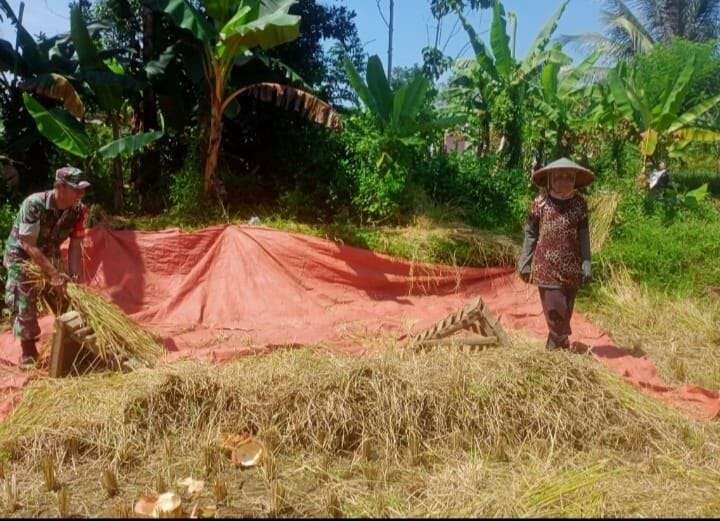 BABINSA KORAMIL 2210/PABUARAN LAKSANAKAN PENDAMPINGAN PERTANIAN DI DESA CIWALAT