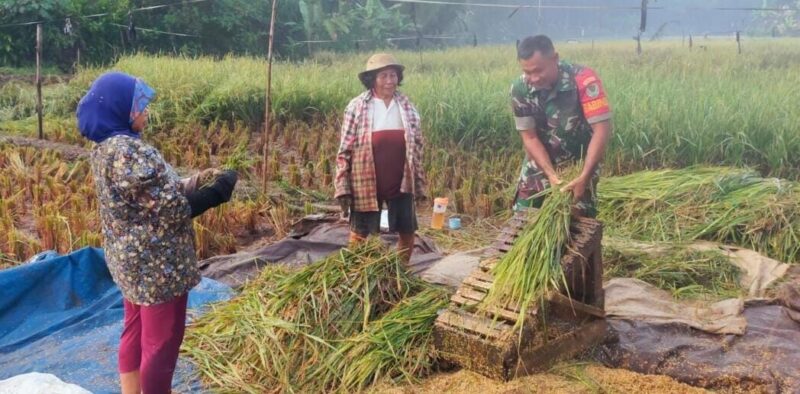 BABINSA KORAMIL 2211/SAGARANTEN LAKSANAKAN PENDAMPINGAN KETAHANAN PANGAN