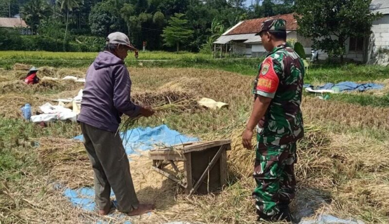 BABINSA KORAMIL 2208/NYALINDUNG LAKSANAKAN PENDAMPINGAN KETAHANAN PANGAN