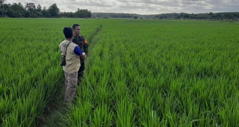 BABINSA KORAMIL 2212/TEGALBULEUD LAKSANAKAN PENDAMPINGAN HANPANGAN BERSAMA PPL