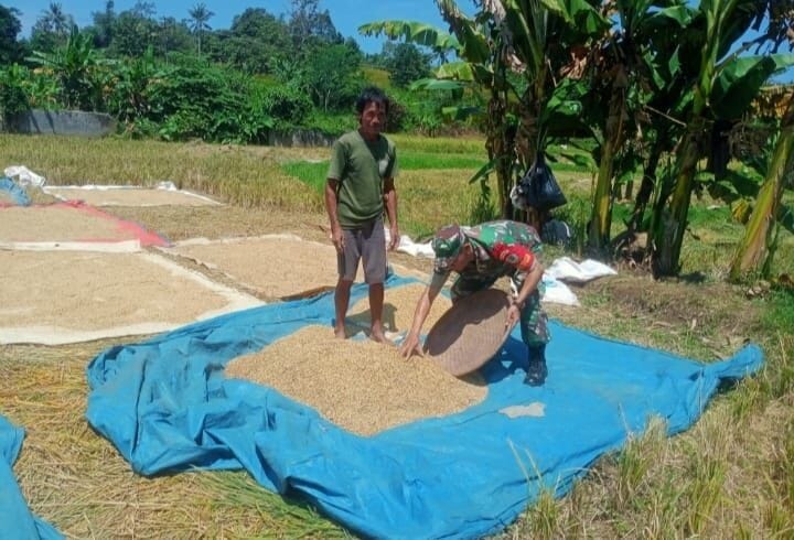 BABINSA KORAMIL 2210/PABUARAN LAKSANAKAN PENDAMPINGAN HANPANGAN DI DESA SUKAJAYA