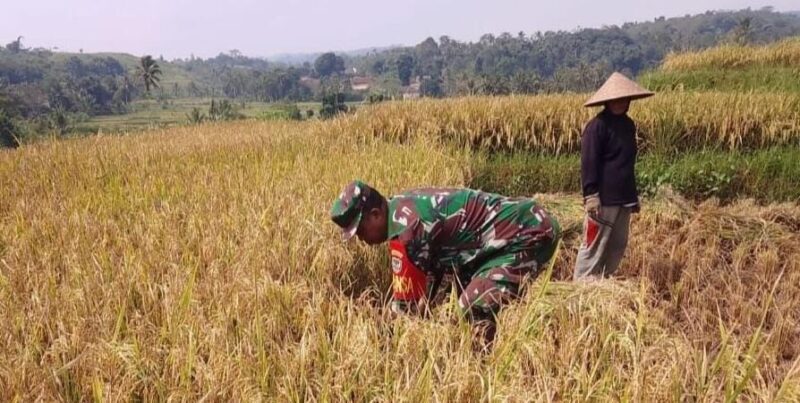 Babinsa Koramil 2209/Lengkong Laksanakan Pendampingan Ketahanan Pangan 1 BABINSA KORAMIL 2209/LENGKONG LAKSANAKAN PENDAMPINGAN KETAHANAN PANGAN