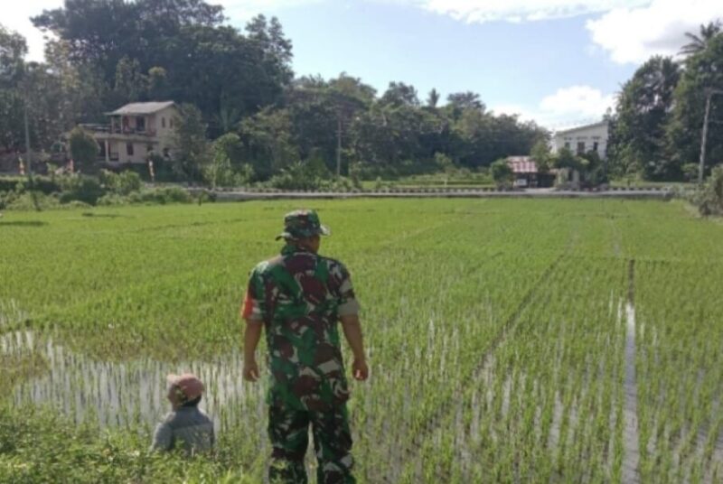 BABINSA KORAMIL 2212/TEGALBULEUD LAKSANAKAN PENDAMPINGAN KETAHANAN PANGAN