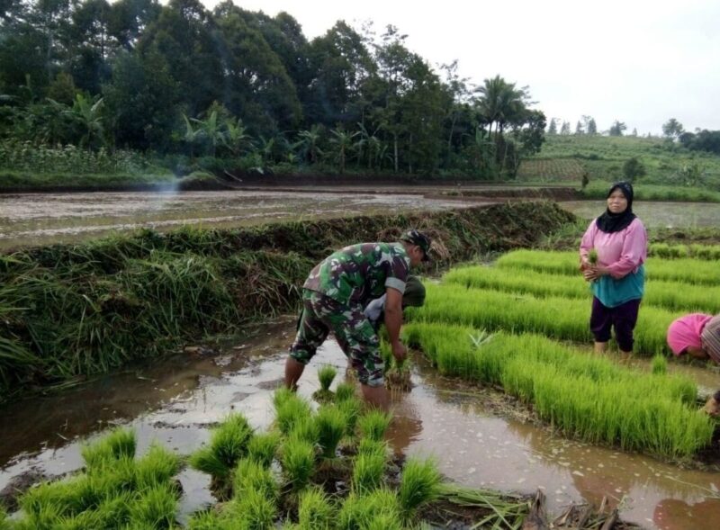 Babinsa Koramil 2211/Sagaranten Laksanakan Pendampingan Ketahanan Pangan 1 Babinsa Koramil 2211/Sagaranten Laksanakan Pendampingan Ketahanan Pangan