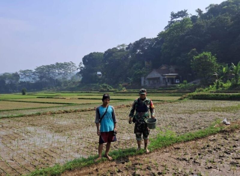 Babinsa Koramil 2207/JampangtengahDampingi Kelompok Tani 8