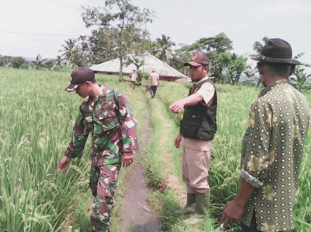 Babinsa Koramil 2211/Sagaranten Laksanakan Pendampingan Ketahanan Pangan di Desa Cibarebeg 8
