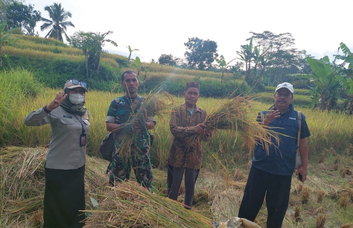 Babinsa Koramil 2213/Jampangkulon Dampingi Kegiatan Ketahanan Pangan 1 Babinsa Koramil 2213/Jampangkulon Dampingi Kegiatan Ketahanan Pangan