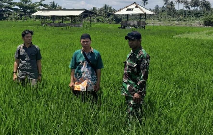 Babinsa Koramil 2212/Tegalbuleud Laksanakan Pendampingan Ketahanan Pangan 1 Babinsa Koramil 2212/Tegalbuleud Laksanakan Pendampingan Ketahanan Pangan