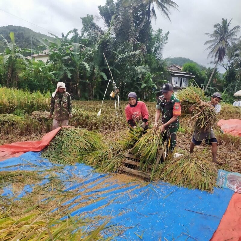 BABINSA KORAMIL 2202/PALABUHANRATU LAKSANAKAN HANPANGAN DAN PANEN DI DESA CIMANGGU 1 BABINSA KORAMIL 2202/PALABUHANRATU LAKSANAKAN HANPANGAN DAN PANEN DI DESA CIMANGGU
