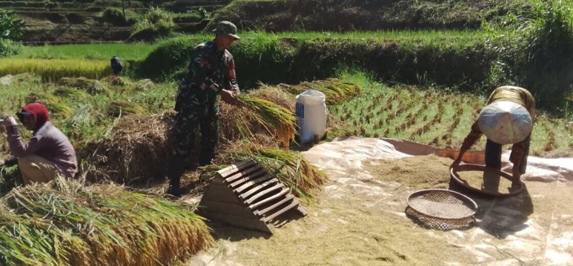 BABINSA KORAMIL 2214/SURADE LAKSANAKAN PENDAMPINGAN HANPANGAN BERSAMA POKTAN SUGIH MUKTI DI DESA SUKAMUKTI 1 BABINSA KORAMIL 2214/SURADE LAKSANAKAN PENDAMPINGAN HANPANGAN BERSAMA POKTAN SUGIH MUKTI DI DESA SUKAMUKTI