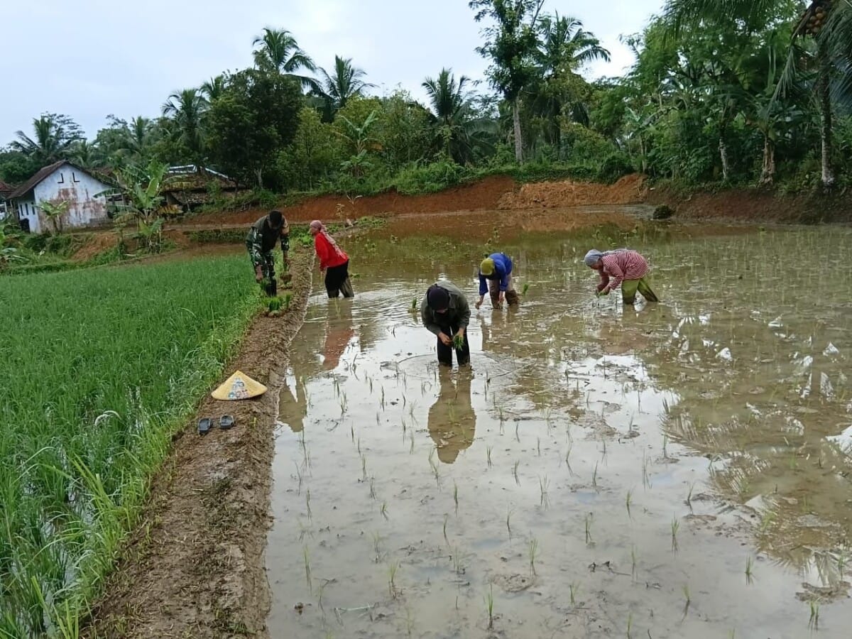 Babinsa Koramil 2212/Tegalbuleud Laksanakan Pendampingan Hanpangan di Desa Sirnamekar 1 Babinsa Koramil 2212/Tegalbuleud Laksanakan Pendampingan Hanpangan di Desa Sirnamekar