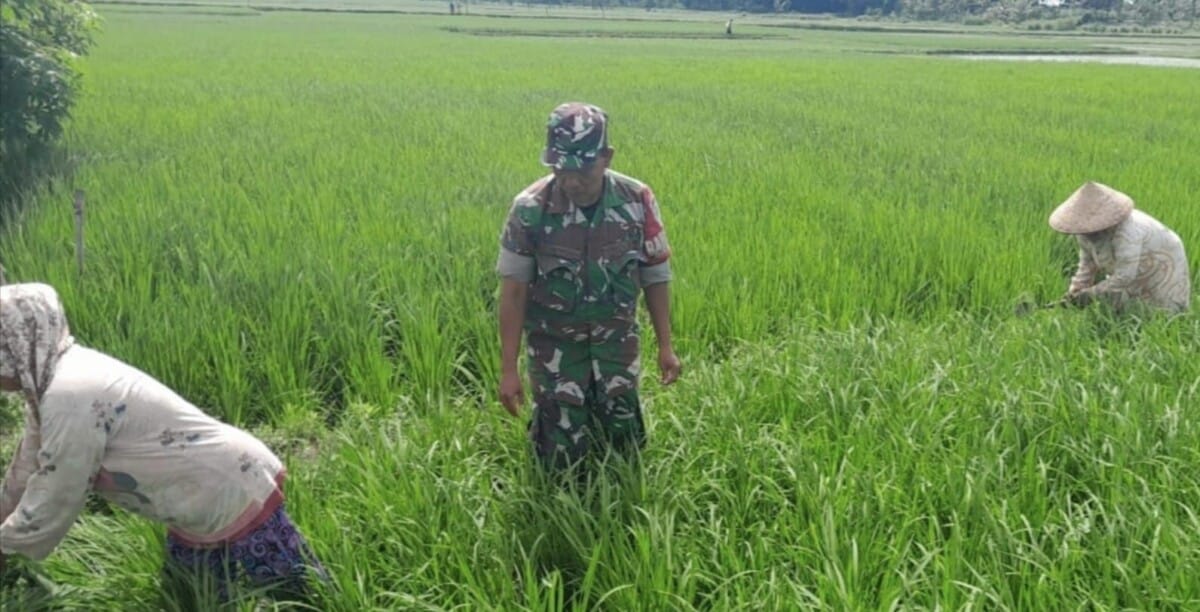 Babinsa Koramil 2212/Tegalbuleud Laksanakan Pendampingan Ketahanan Pangan di Desa Sumberjaya 1