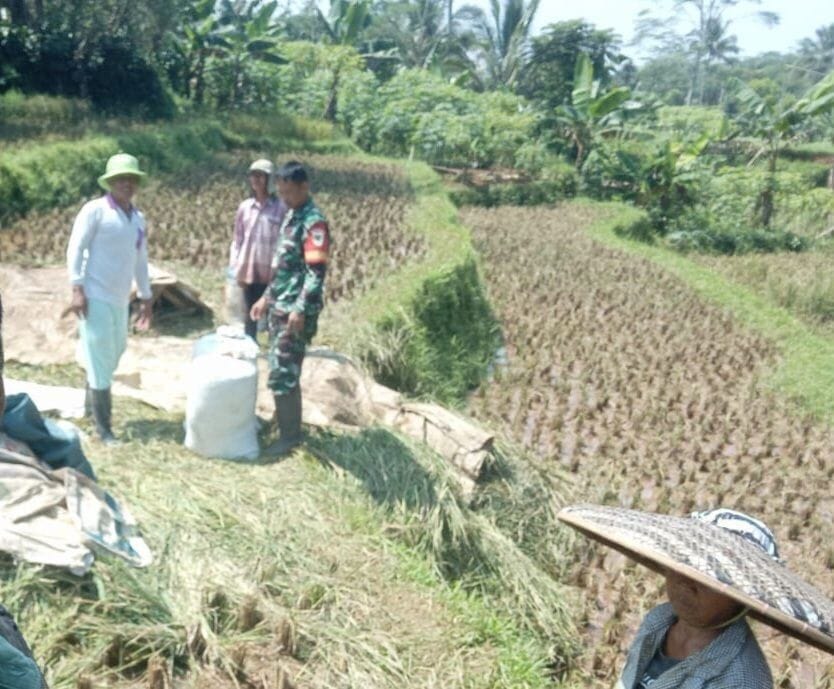 BABINSA KORAMIL 2205/KALAPANUNGGAL LAKSANAKAN KEGIATAN KETAHANAN PANGAN BERSAMA POKTAN SUGIH MUKTI 1 BABINSA KORAMIL 2205/KALAPANUNGGAL LAKSANAKAN KEGIATAN KETAHANAN PANGAN BERSAMA POKTAN SUGIH MUKTI