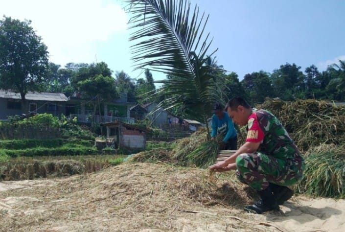 BABINSA KORAMIL 2206/PARAKANSALAK LAKSANAKAN PENDAMPINGAN KETAHANAN PANGAN DI DESA SUKATANI 1 BABINSA KORAMIL 2206/PARAKANSALAK LAKSANAKAN PENDAMPINGAN KETAHANAN PANGAN DI DESA SUKATANI