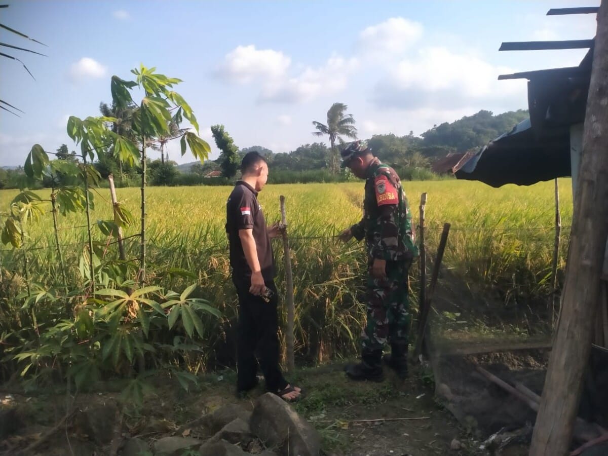 BABINSA KORAMIL 2215/CIEMAS LAKSANAKAN PENGECEKAN PADI SIAP PANEN BERSAMA GAPOKTAN DI DESA SIDAMULYA 10