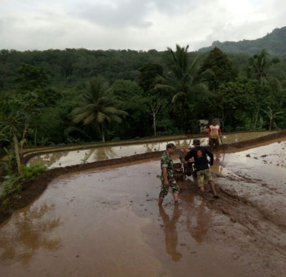 BABINSA KORAMIL 2211/SAGARANTEN HADIRI PENDAMPINGAN KETAHANAN PANGAN DI DESA MARGALUYU 8