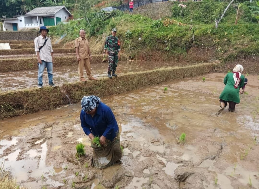 BABINSA KORAMIL 2209/LENGKONG LAKSANAKAN PENDAMPINGAN KETAHANAN PANGAN DI DESA TEGALLEGA 1 BABINSA KORAMIL 2209/LENGKONG LAKSANAKAN PENDAMPINGAN KETAHANAN PANGAN DI DESA TEGALLEGA