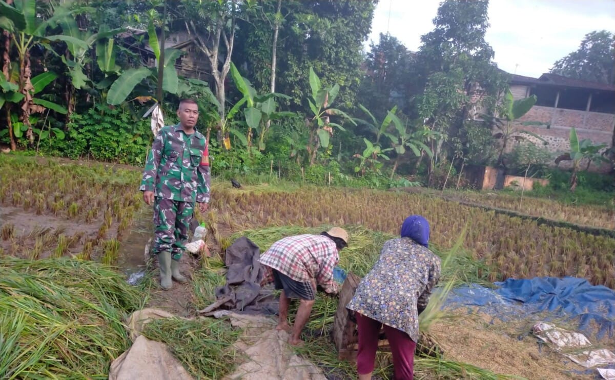 Babinsa Koramil 2211/Sagaranten Laksanakan Pendampingan Ketahanan Pangan di Desa Cimenteng 4