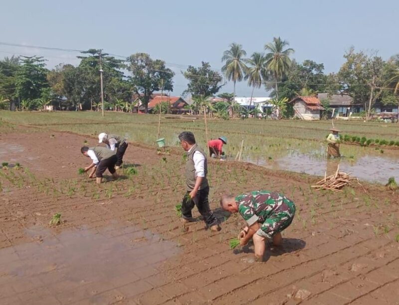 Babinsa Koramil 2202/Palabuhanratu Laksanakan Pendampingan Ketahanan Pangan di Desa Citepus 2