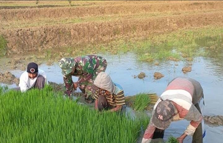 Babinsa Koramil 2214/Surade Laksanakan Pendampingan Ketahanan Pangan di Desa Purwasedar 11