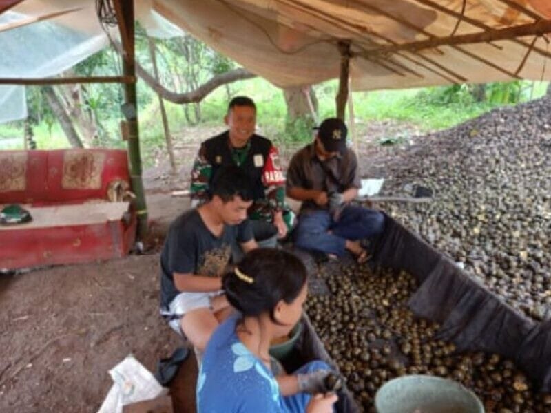 Babinsa Koramil 2211/Sagaranten Laksanakan Pendampingan Ketahanan Pangan di Desa Sinarbentang 7