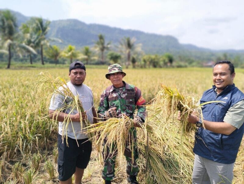 Babinsa Koramil 2215/Ciemas Laksanakan Pendampingan Hanpangan Panen Padi dan Serap Gabah di Desa Ciwaru 6