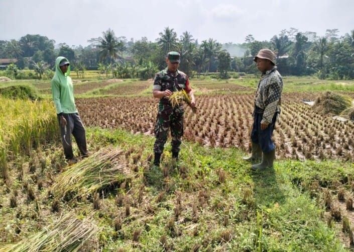 Babinsa Koramil 2206/Parakansalak Laksanakan Pendampingan Ketahanan Pangan di Desa Bojonglongok 8