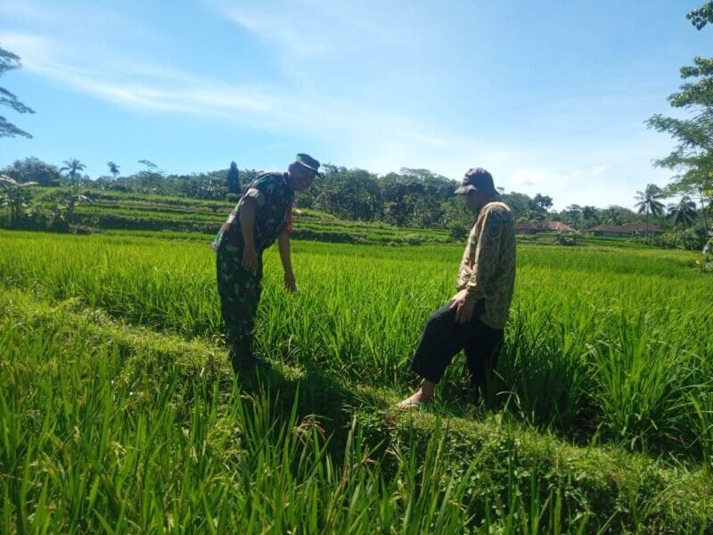 Babinsa Koramil 2213/Jampangkulon Laksanakan Pendampingan LTT Bersama Poktan Desa Binaan 5