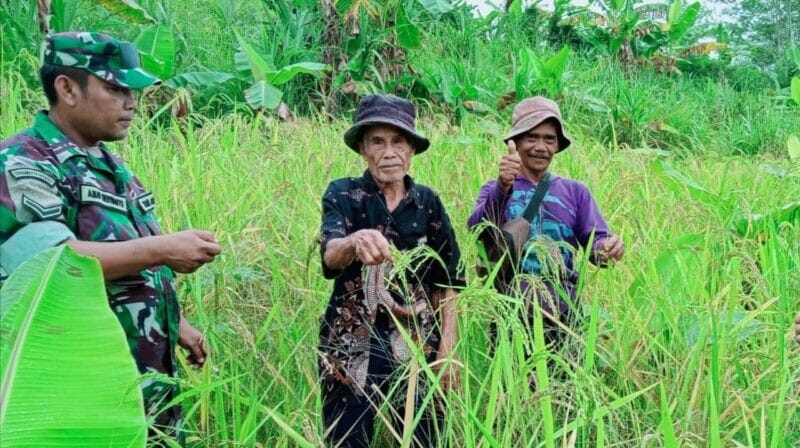 BABINSA KORAMIL 2212/TEGALBULEUD LAKSANAKAN PENDAMPINGAN KETAHANAN PANGAN DI DESA CALINGCING 11