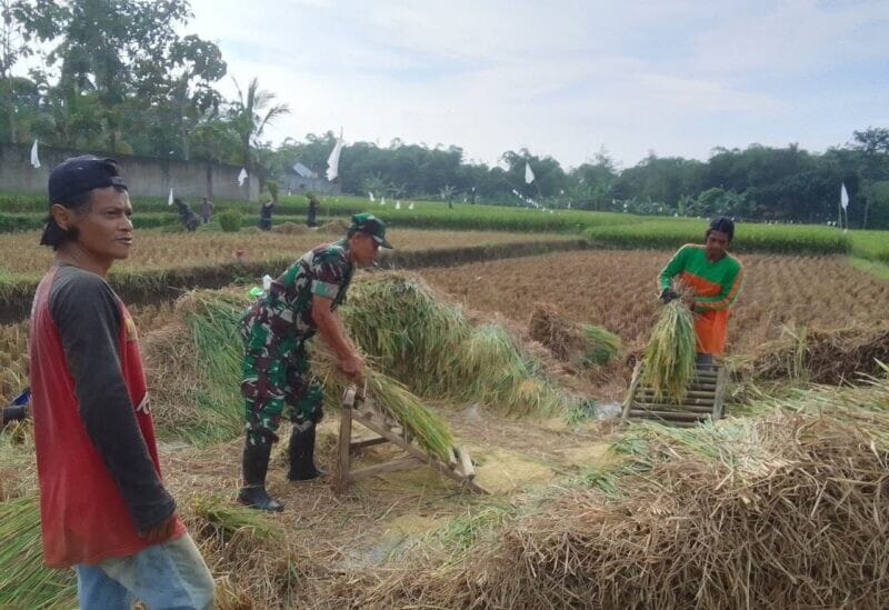BABINSA KORAMIL 2208/NYALINDUNG LAKSANAKAN PENDAMPINGAN KETAHANAN PANGAN DI DESA BOJONGSARI 6
