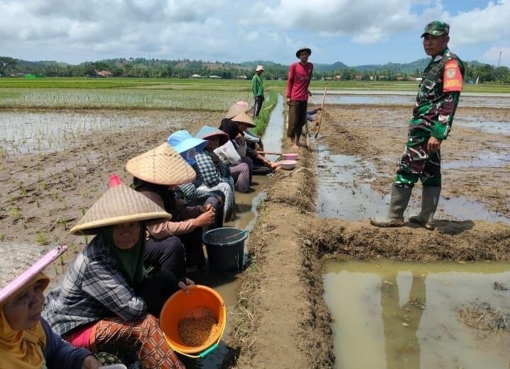 Babinsa Koramil 2215/Ciemas Laksanakan Pendampingan Hanpangan di Desa Ciwaru 1
