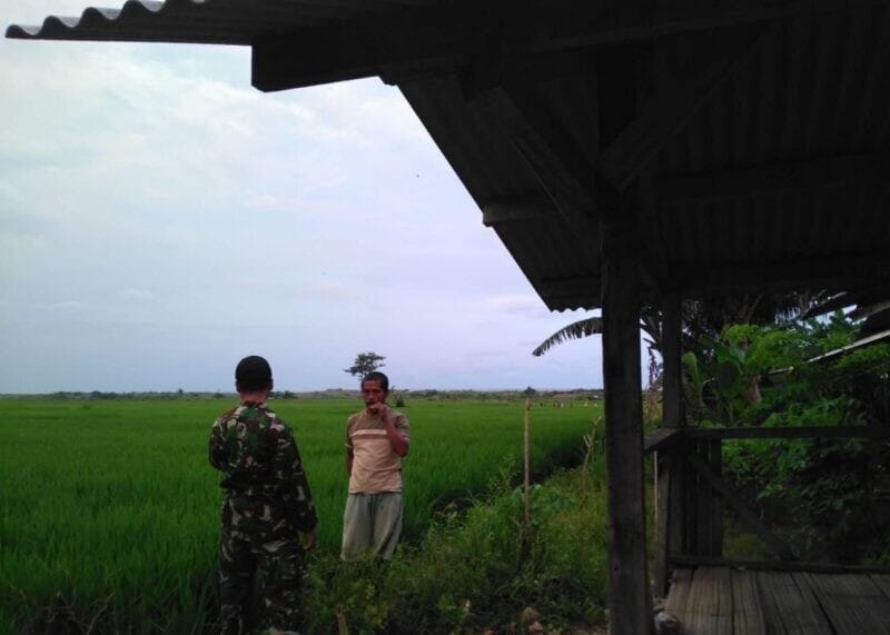 BABINSA KORAMIL 2207/JAMPANG TENGAH LAKSANAKAN PENDAMPINGAN PENGECEKAN HANPANGAN PADI DI DESA CITAMIANG 1 BABINSA KORAMIL 2207/JAMPANG TENGAH LAKSANAKAN PENDAMPINGAN PENGECEKAN HANPANGAN PADI DI DESA CITAMIANG