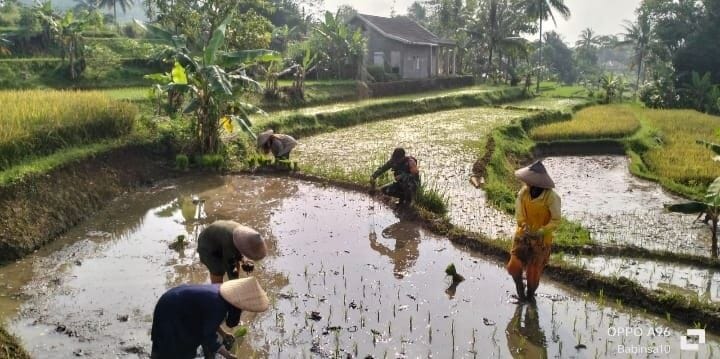 Babinsa Koramil 2210/Pabuaran Laksanakan Pendampingan Hanpangan Bersama Poktan di Desa Pabuaran 7