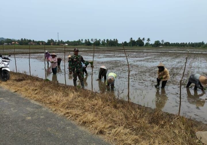 Babinsa Koramil 2215/Ciemas Dampingi Poktani Laksanakan Program LTT di Desa Ciwaru 4