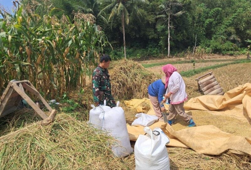 Babinsa Koramil 2207/Jampangtengah Laksanakan Pendampingan Hanpangan Padi di Desa Sindangresmi 2
